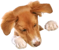 Cachorro