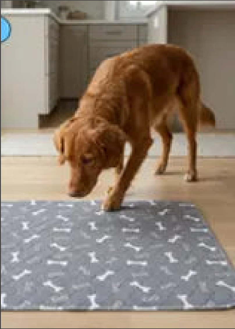 El perro la olfatea