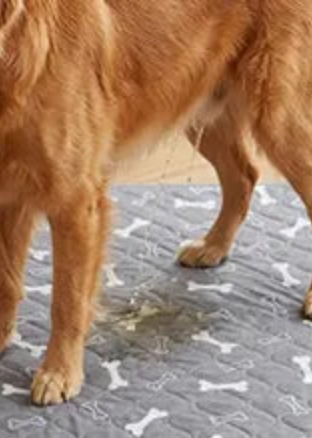 El perro usa la almohadilla